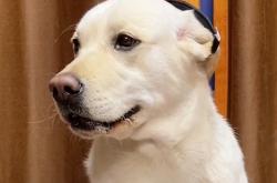 葡萄牙巨星赛后晒萌宠犬照片获粉丝点赞的简单介绍