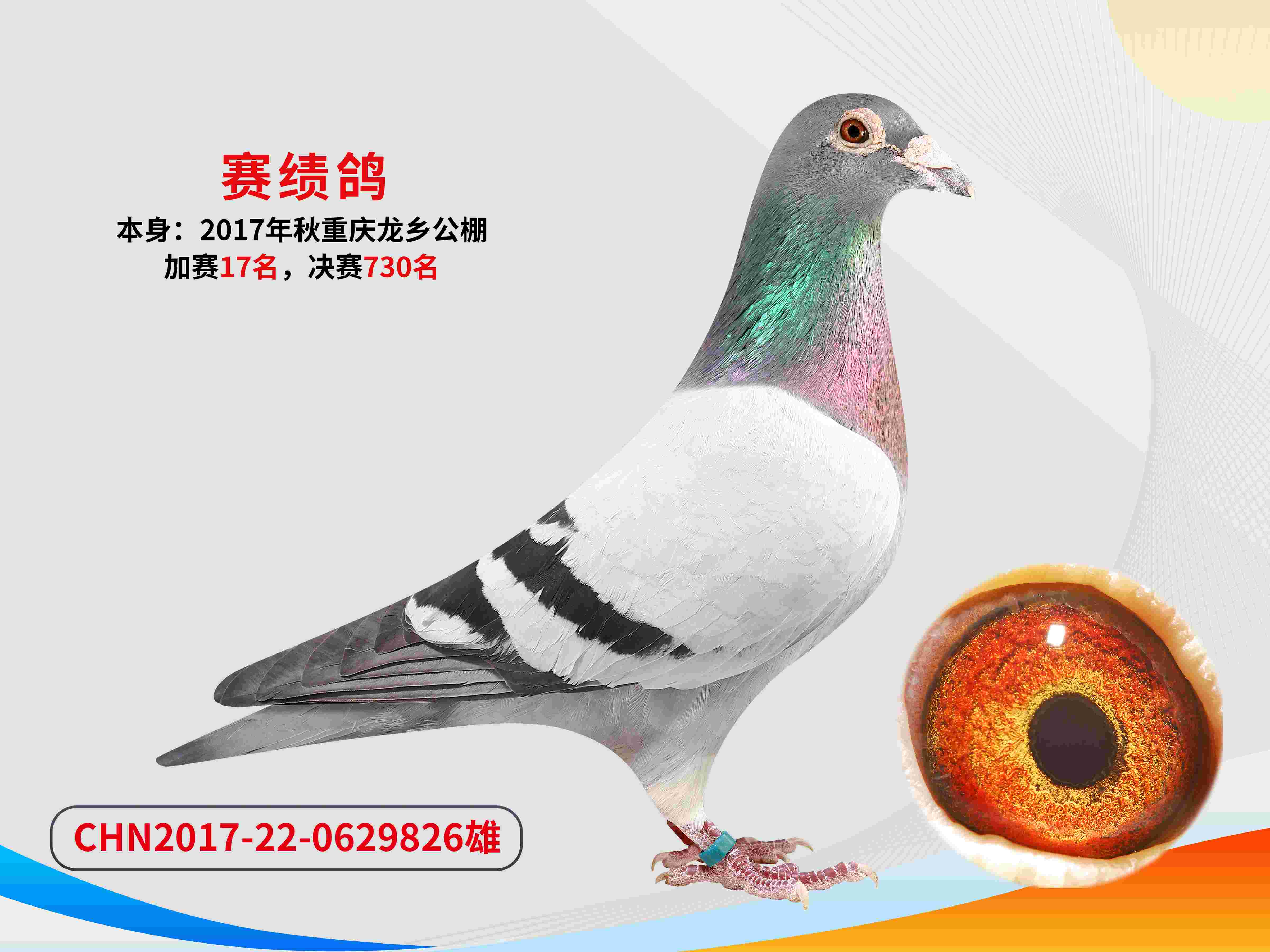 鸽子队完胜对手，成功晋级东部半决赛